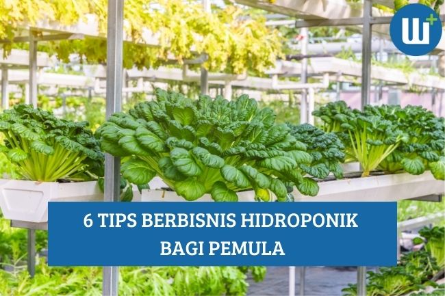 6 Tips Berbisnis Hidroponik bagi Pemula, Simak Penjelasannya!